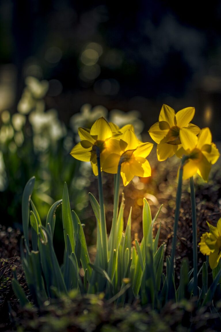 Gelb. Licht. Frühling.